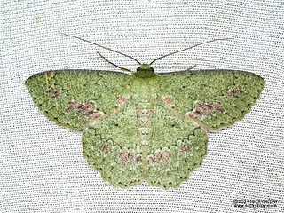 Emerald moth (Herochroma sp.) - P3115134