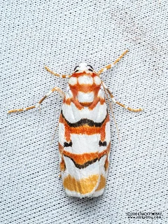 Lichen moth (Cyana malayensis) - P3103500