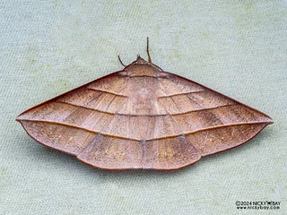 Geometer moth (Sarcinodes sp.) - P3103180