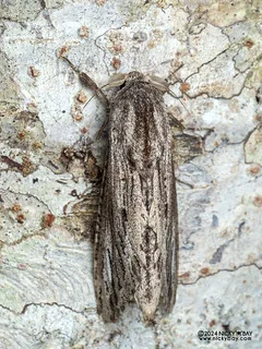 Leopard moth (Panau sp.) - P3125538