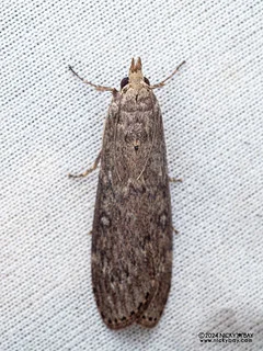 Snout moth (Galleriinae) - P3113951