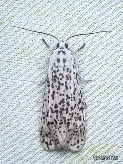 Ermine moth (Nosymna sp.) - P3103601
