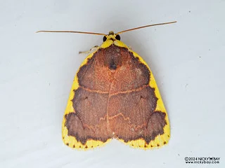 Tufted moth (Chandica sp.) - P3137437