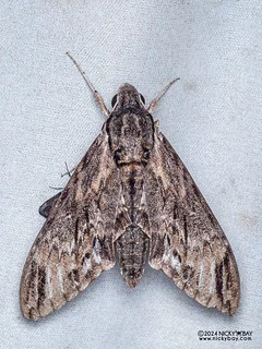 Sphinx moth (Psilogramma discistriga) - P3103140