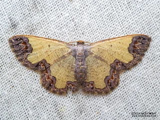 Geometer moth (Zamarada sp.) - P3113996