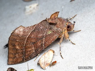 Fruit-piercing moth (Eudocima srivijayana) - P3103029