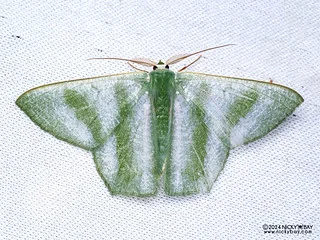 Emerald moth (Thalassodes viridifascia) - P3115317