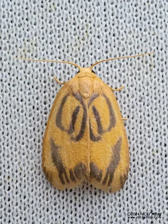 Lichen moth (Trischalis sp.) - P3113943