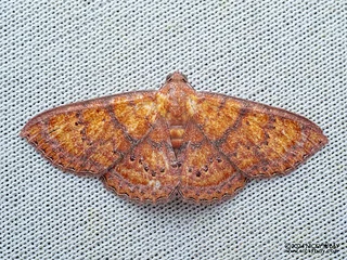 Moth (Homodes vivida) - P3102811