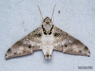Sphinx moth (Ambulyx canescens) - P3114528