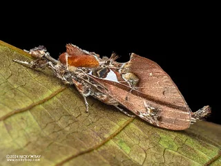 Prominent moth (Ginshachia bronacha) - P3115082