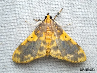 Pearl moth (Pachynoa thoosalis) - P3092175