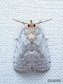 Tufted moth (Ptisciana seminivea) - P3114495