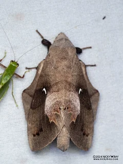Lappet moth (Lebeda cognata) - P3115230