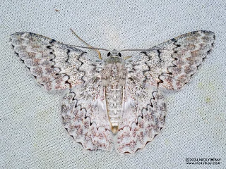 Emerald moth (Pingasa sp.) - P3125615