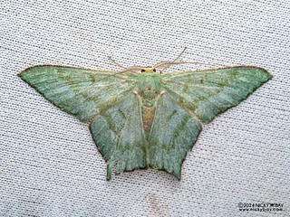Emerald moth (Maxates cf. waterstradti) - P3137645