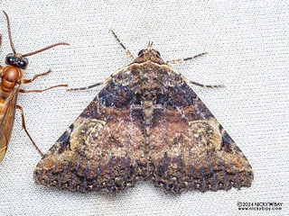 Underwing moth (Daddala sp.) - P3092425