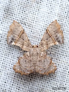 Scoopwing moth (Monobolodes sp.) - P3114078