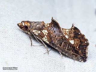 Fruit-piercing moth (Plusiodonta ramlii) - P3103071