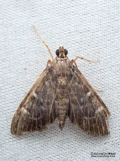 Pearl moth (Syllepte sp.) - P3092245