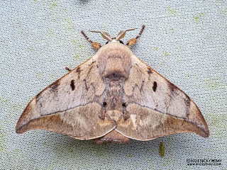 Glory moth (Mustilizans sp.) - P3103626
