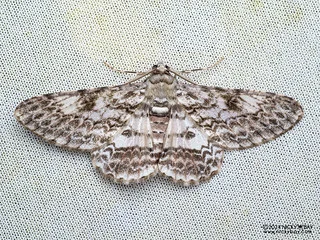 Geometer moth (Cleora contiguata) - P3102806