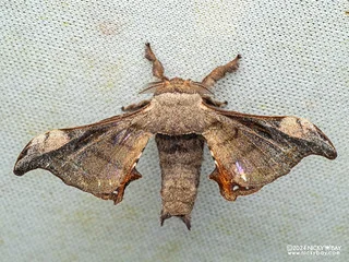 Silkworm moth (Gunda javanica) - P3103670