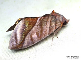 Fruit-piercing moth (Eudocima homaena) - P3103858