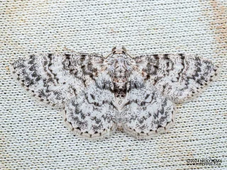 Geometer moth (Myrioblephara simplaria) - P3102802