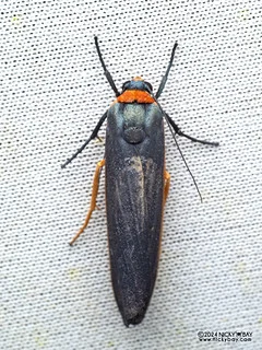 Lichen moth (Macrobrochis staudingeri) - P3115180