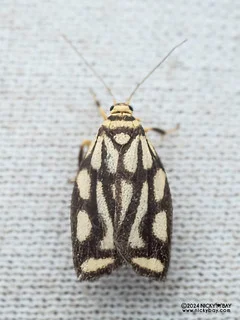 Lichen moth (Darantasia sp.) - P3115056