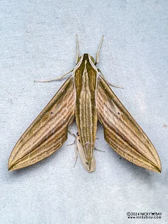 Striped green hawkmoth (Cechetra lineosa) - P3137500