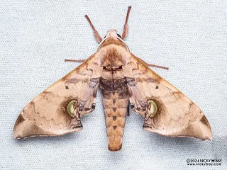 Durian hawkmoth (Daphnusa ocellaris) - P3137508