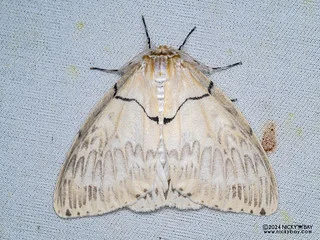 Tussock moth (Psilochira sp.) - P3114358