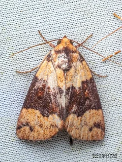 Tufted moth (Xenochroa balteata) - P3115110
