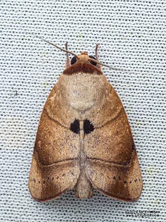 Tufted moth (Xenochroa careoides) - P3103721