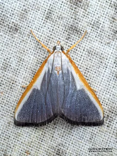 Pearl moth (Pylartes subcostalis) - P3114004