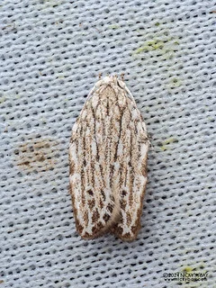 Curved-horn moth (Gelechioidea) - P3114390