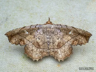 Moth (Gracillina prosthenia) - P3092281
