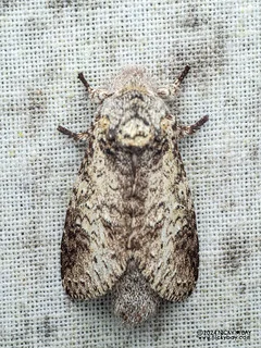 Prominent moth (Pseudostauropus plagosus) - P3114053
