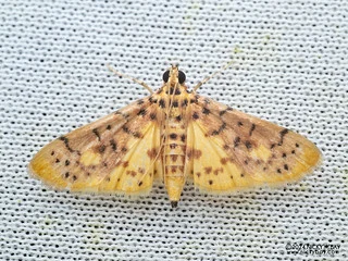 Pearl moth (Conogethes sp.) - P3113946