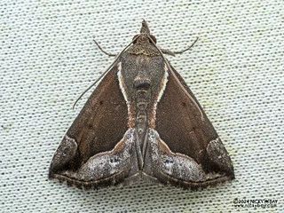 Snout moth (Hypena rhombaloides) - P3137618