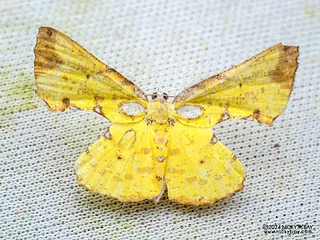 Geometer moth (Corymica pryeri) - P3125567