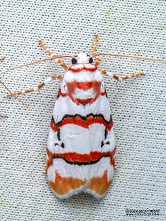 Lichen moth (Cyana cruentata) - P3115110b