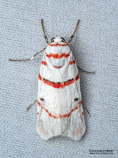 Lichen moth (Cyana saulia) - P3091945