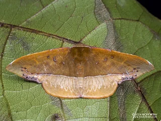 Geometer moth (Fascellina clausaria) - P3125676