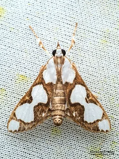 Pearl moth (Cirrhochrista disparalis) - P3103903