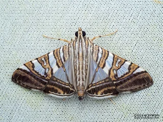 Pearl moth (Glyphodes stolalis) - P3125601