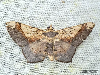 Geometer moth (Abaciscus shaneae) - P3103911