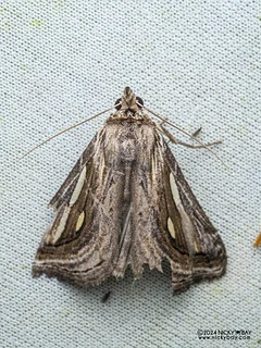 Litter moth (Schistorhynx sp.) - P3103600
